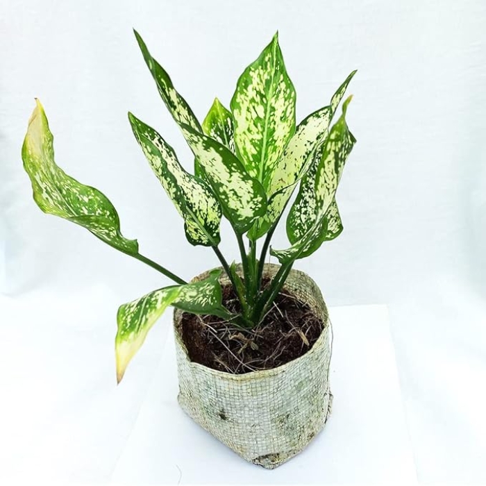 Aglaonema Snow White Chinese Evergreen - Image 2