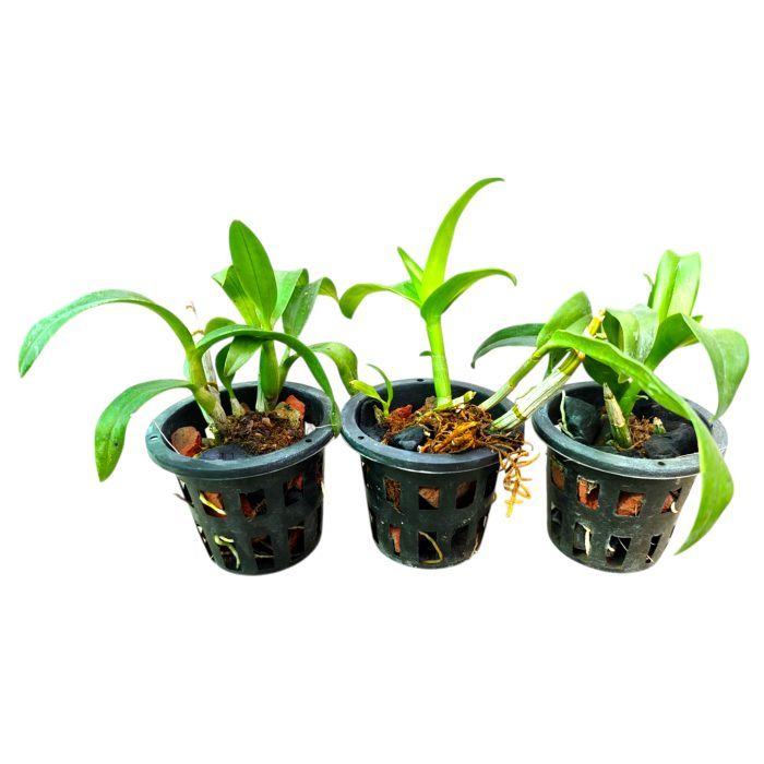 Dendrobium Live Orchid Plant Combo, Assorted Subject To Availability, 3 Pieces - Image 3