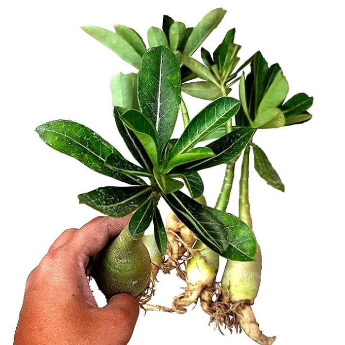 Double Petal Adenium Plant live Combo Without Pot Bosnai Grafted Multi Petal Desert Rose (Pack of 5 Plants)