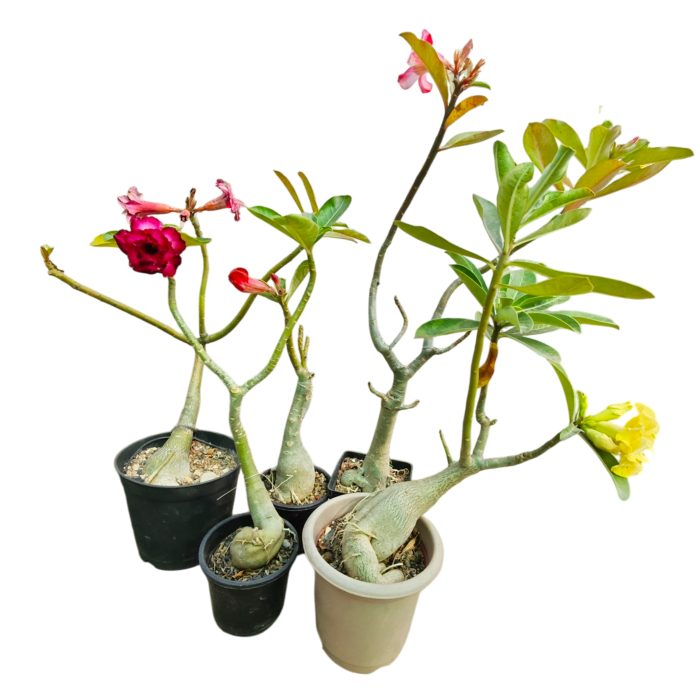 Double Petal Adenium Plant live Combo Without Pot Bosnai Grafted Multi Petal Desert Rose (Pack of 5 Plants) - Image 4