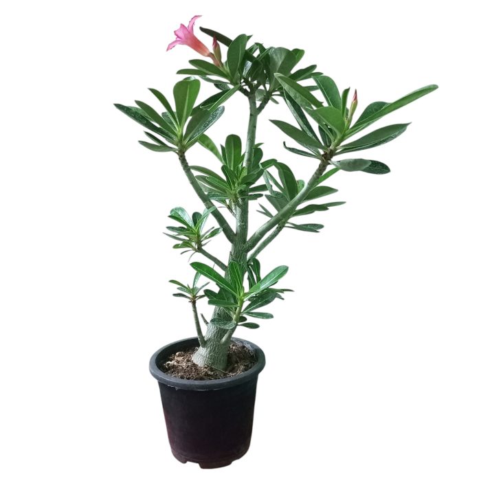 Double Petal Adenium Plant live Combo Without Pot Bosnai Grafted Multi Petal Desert Rose (Pack of 5 Plants) - Image 3