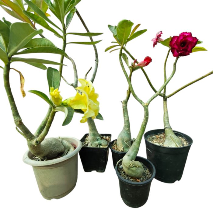 Double Petal Adenium Plant live Combo Without Pot Bosnai Grafted Multi Petal Desert Rose (Pack of 5 Plants) - Image 2