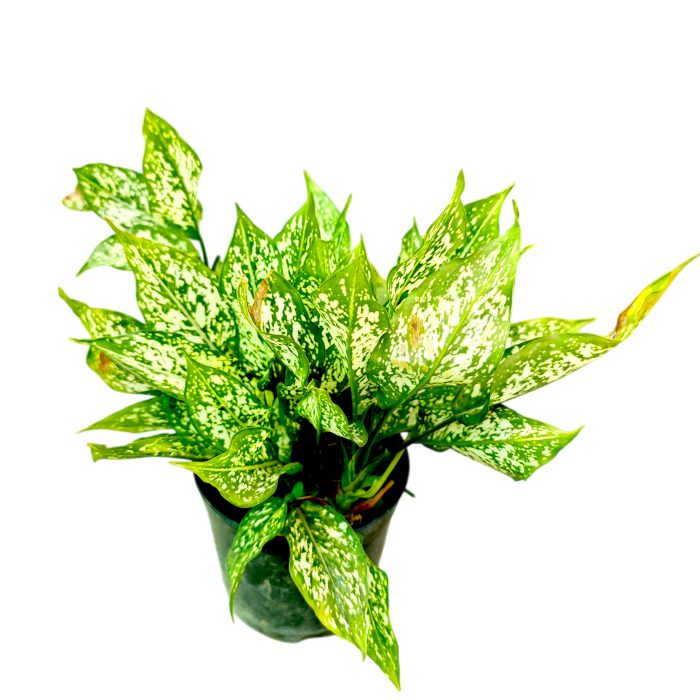 Aglaonema Snow White Chinese Evergreen