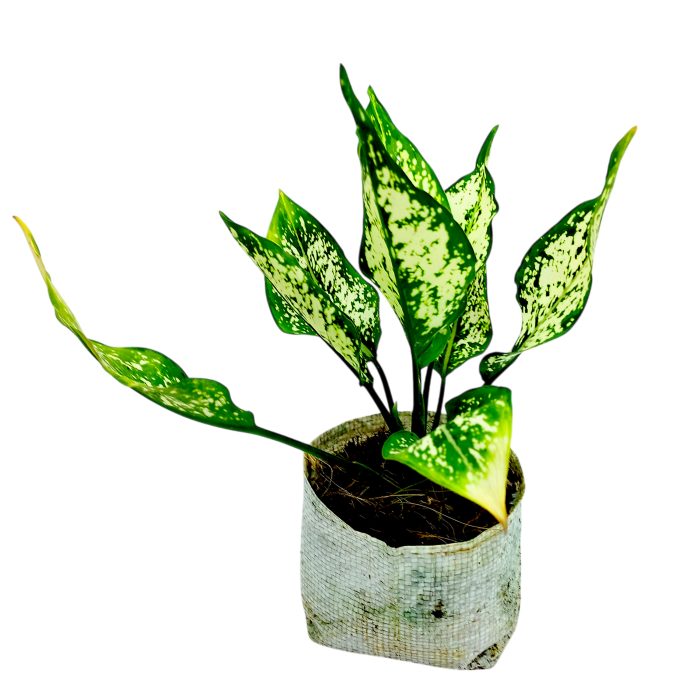 Aglaonema Snow White Chinese Evergreen - Image 3