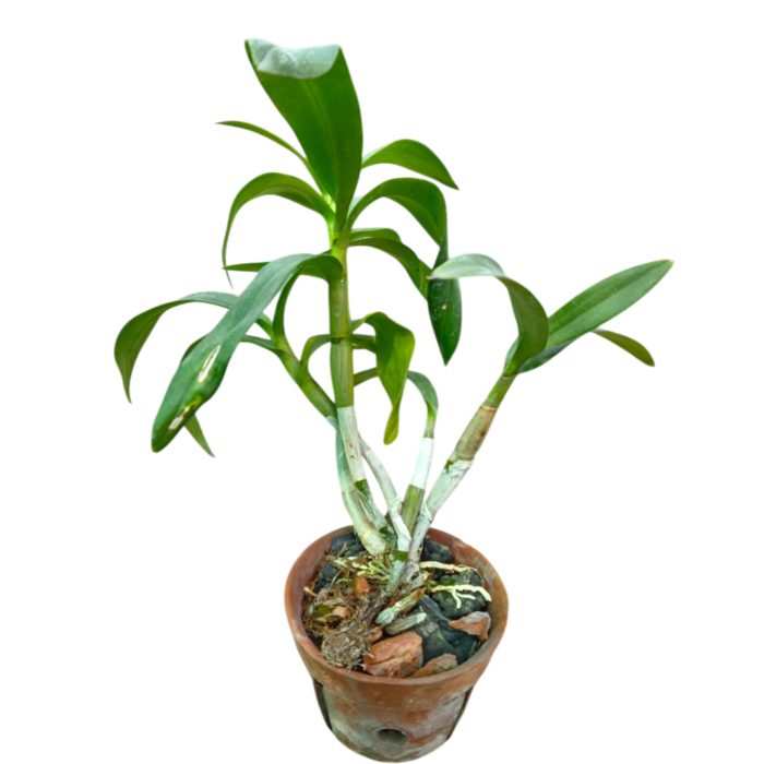 Dendrobium Orchid Seedling Plant Single Healthy Live Plant Without Pot