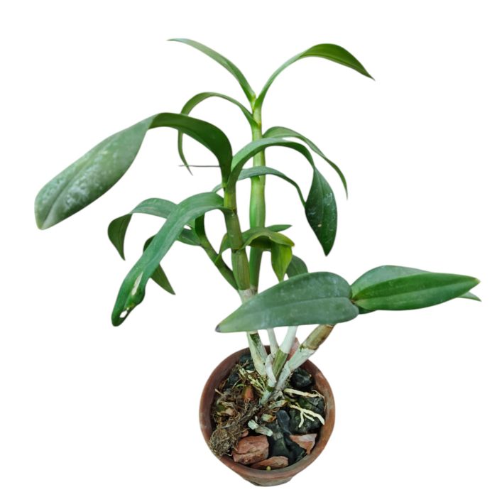 Dendrobium Orchid Seedling Plant Single Healthy Live Plant Without Pot - Image 3