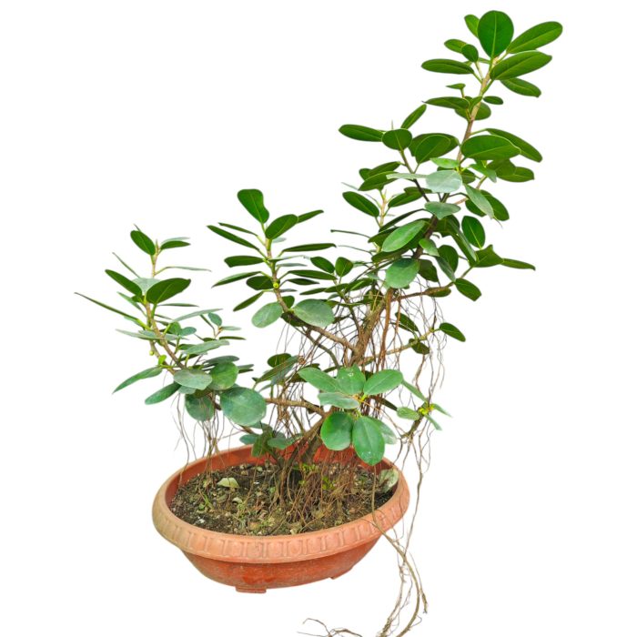 Ficus Microcarpa Bonsai