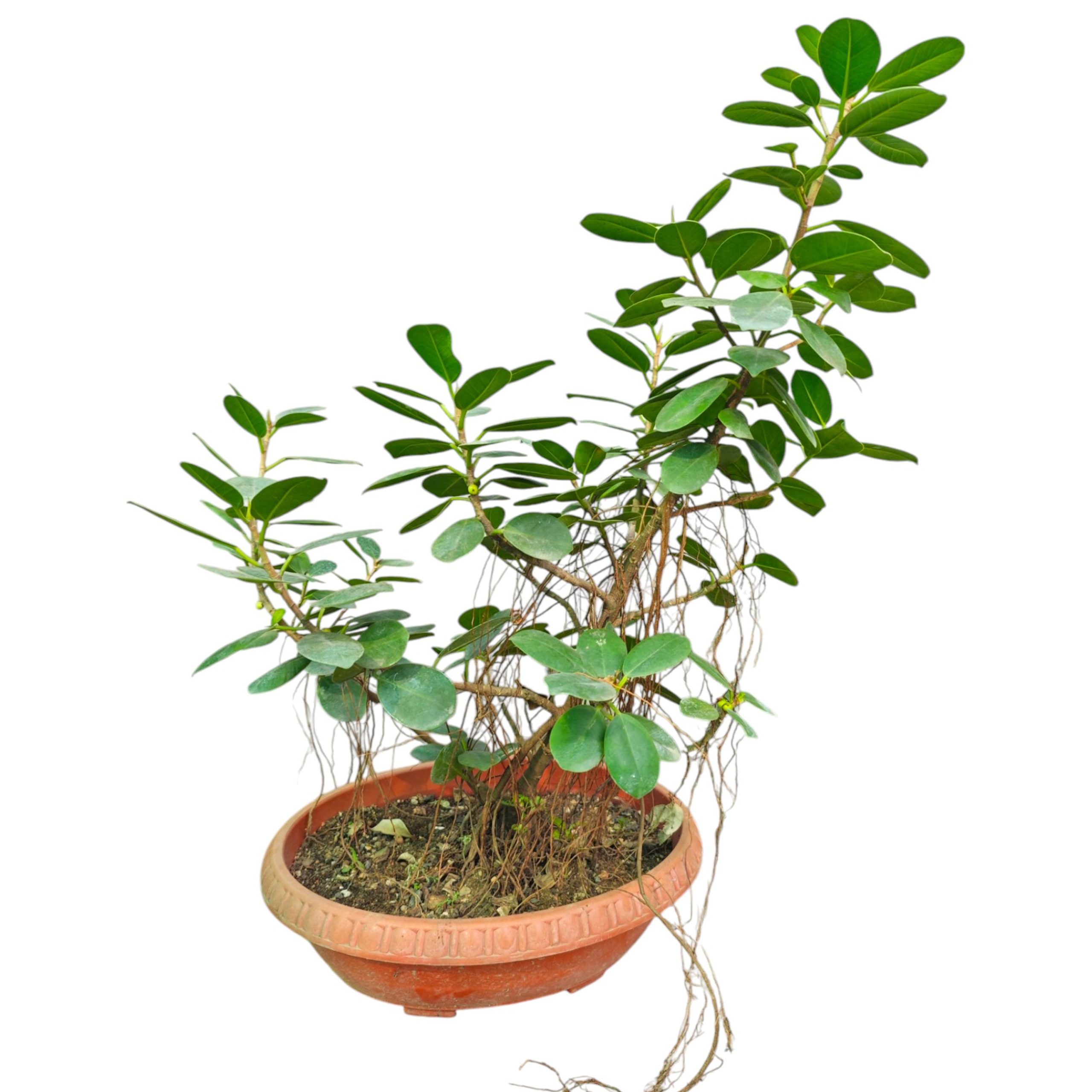 FICUS