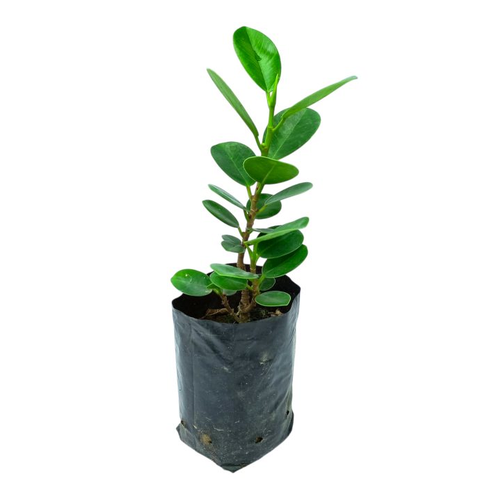 Ficus Microcarpa Bonsai - Image 3