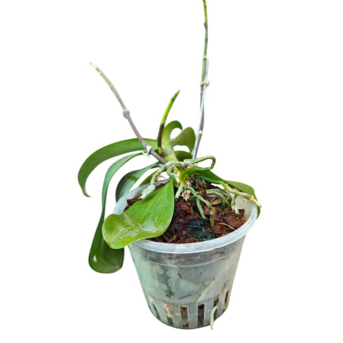 Live Phalaenopsis Orchid (Mature Blooming size, Any color) Single Plant