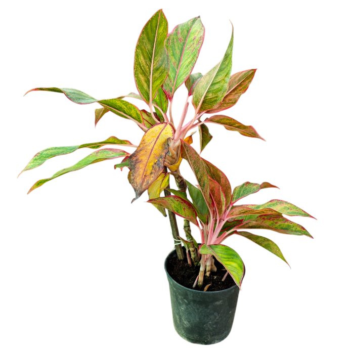 Aglaonema Hydro Valentine Rare Imported Variety Pink Anyamanee - Image 2