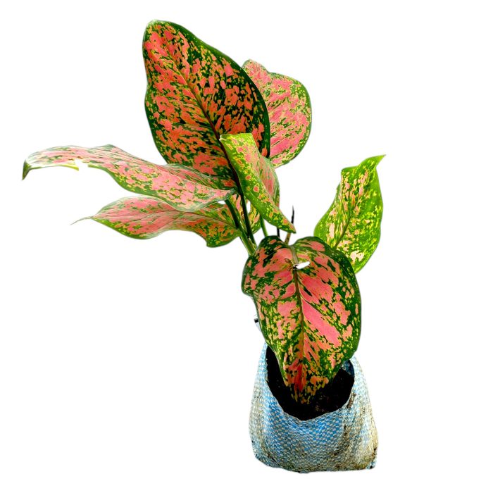 Aglaonema Hydro Valentine Rare Imported Variety Pink Anyamanee - Image 3