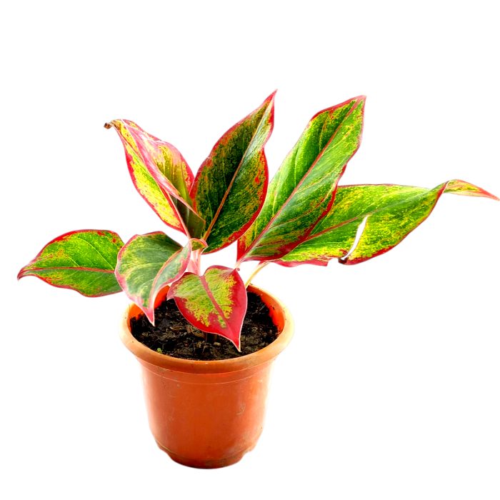 Aglaonema Hydro Valentine Rare Imported Variety Pink Anyamanee