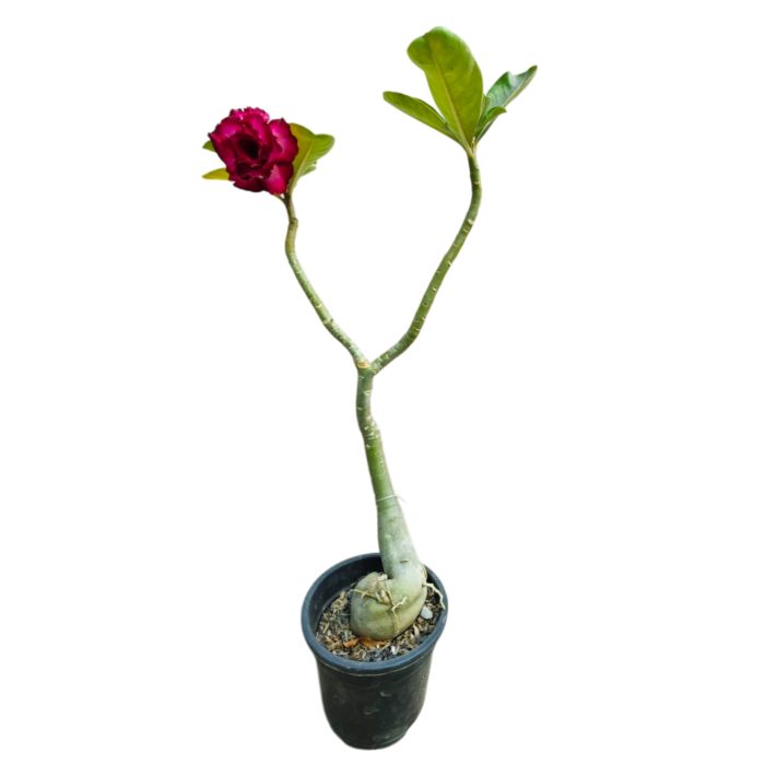 Adenium Plant live Without Pot Bosnai Grafted Multi Petal Desert Rose (Pack of single Plant) - Image 2