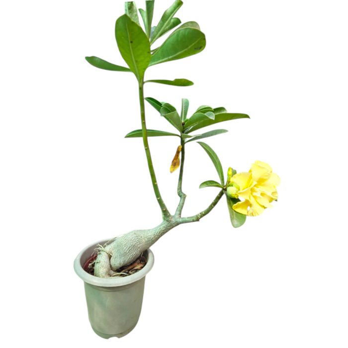 Adenium Plant live Without Pot Bosnai Grafted Multi Petal Desert Rose (Pack of single Plant)