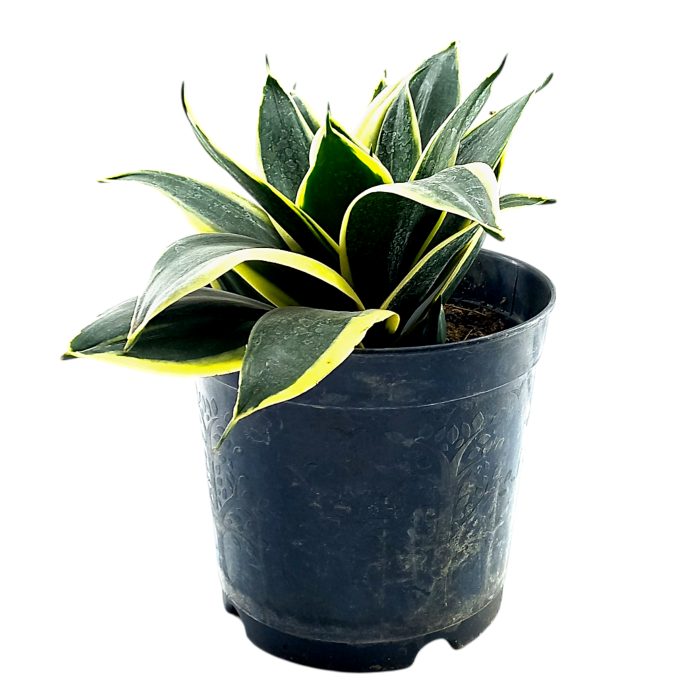 Sansevieria Green Snake Air Purifier Plant