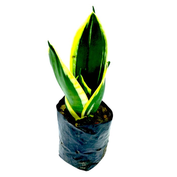 Sansevieria Green Snake Air Purifier Plant - Image 2