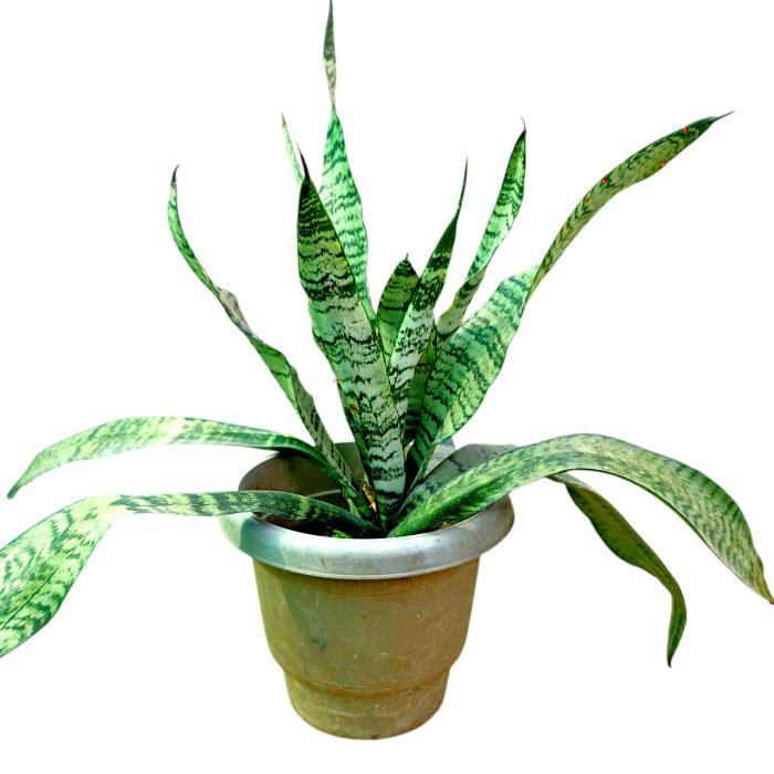 Sansevieria Green Snake Air Purifier Plant - Image 3