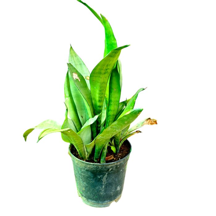 Sansevieria Green Snake Air Purifier Plant - Image 4