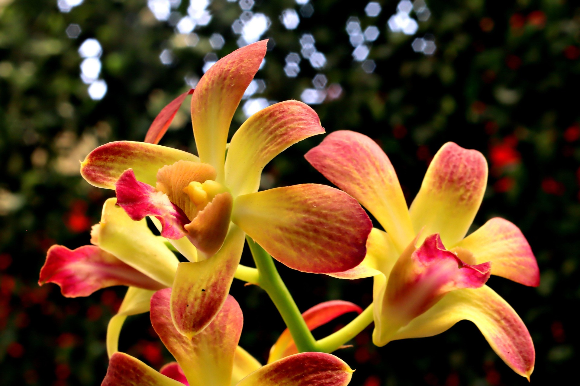 flower-7456633_1920