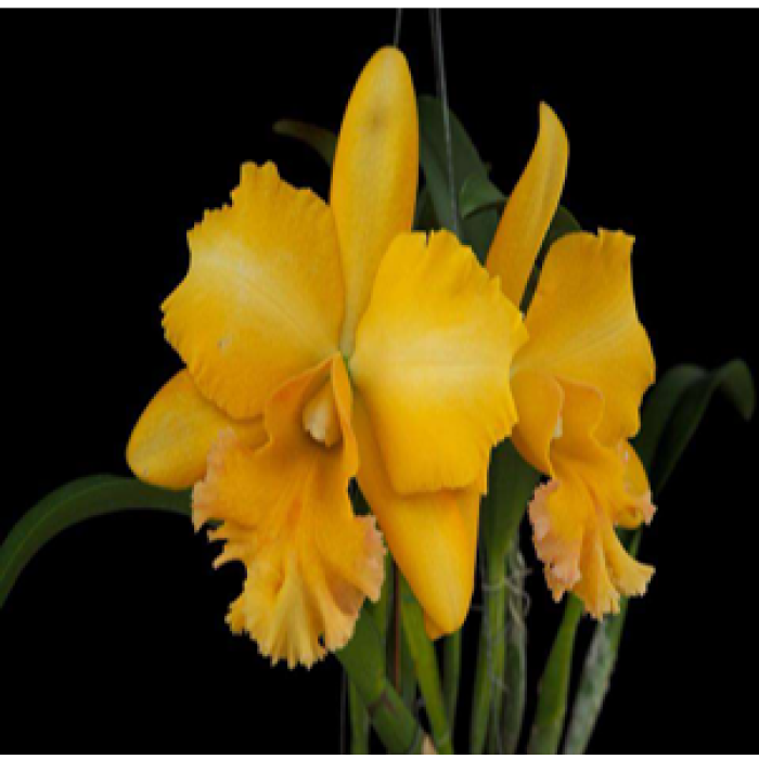 Blc Malworth