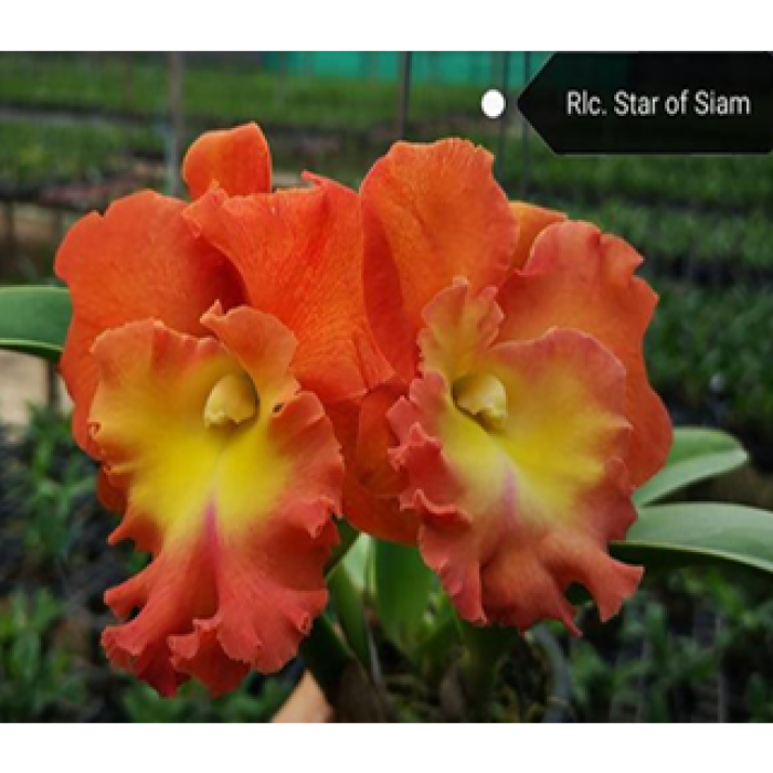 Star Of Siam