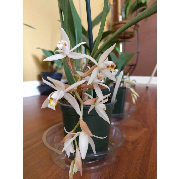 Coelogyne Flaccida
