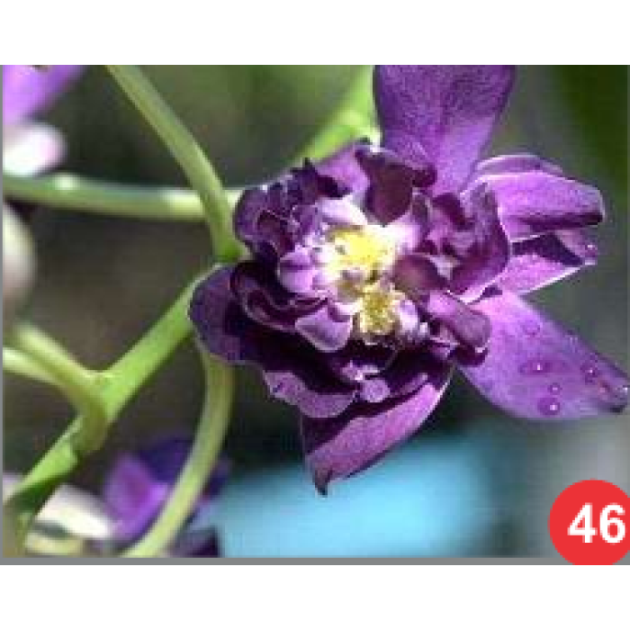 Betty Rose Purple