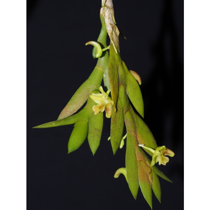 Dendrobrium Anceps