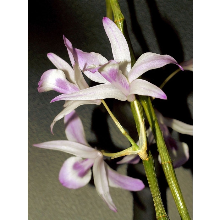 Dendrobrium Transparens