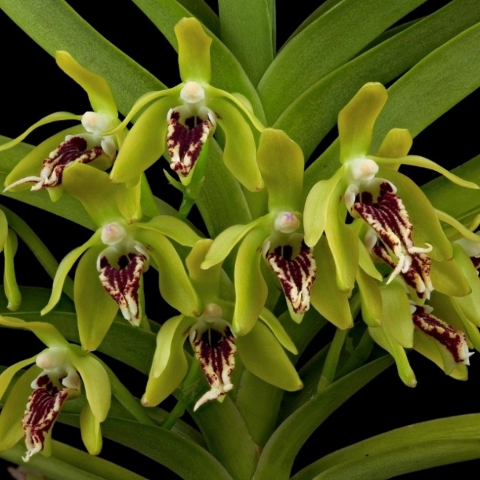 Vanda Cristata