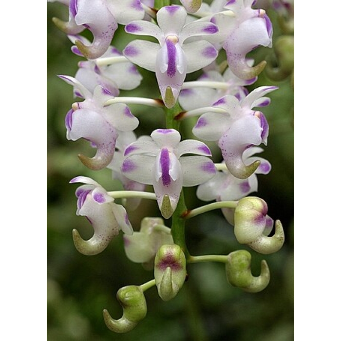Aerides Odrotata