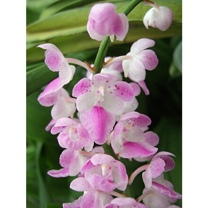 Aerides Rosea
