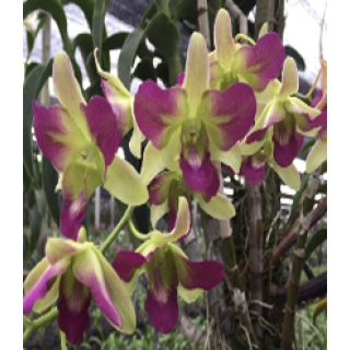 Areedang Pink Mutation