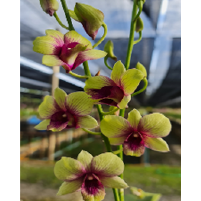 Boonchu Gold x Burana Green Star