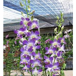 Burana Blue Angel