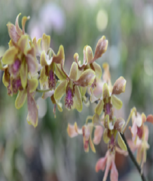 Burana Jade_x_Iasianthera