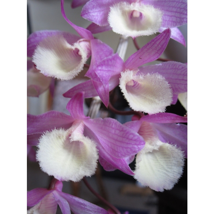 Dendrobrium Aphyllum