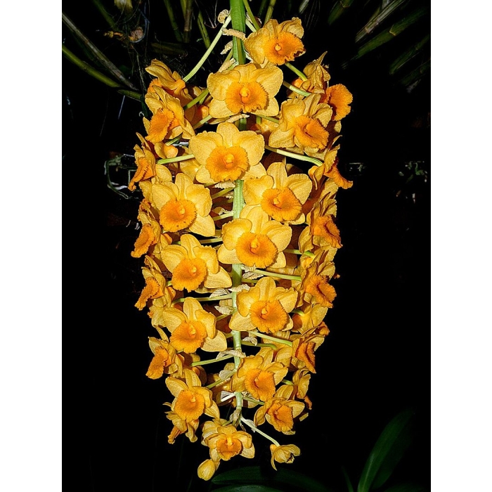 Dendrobrium Densiflorum