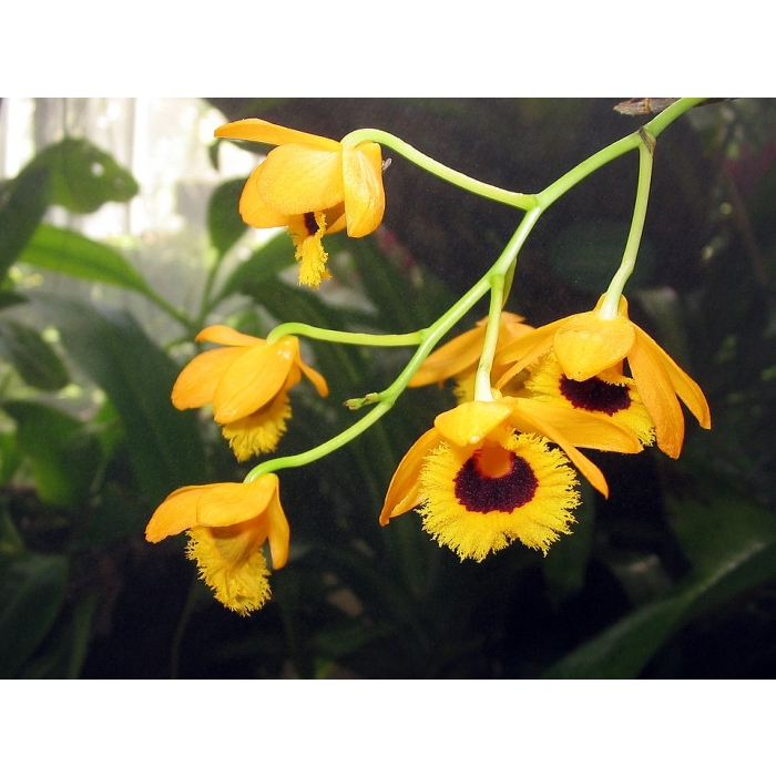 Dendrobium Fimbriatum