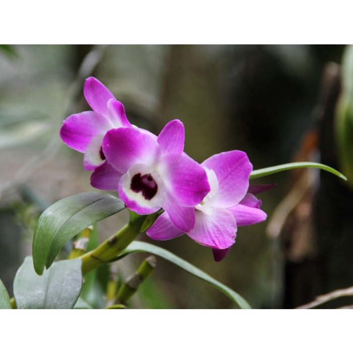 Dendrobrium Nobile