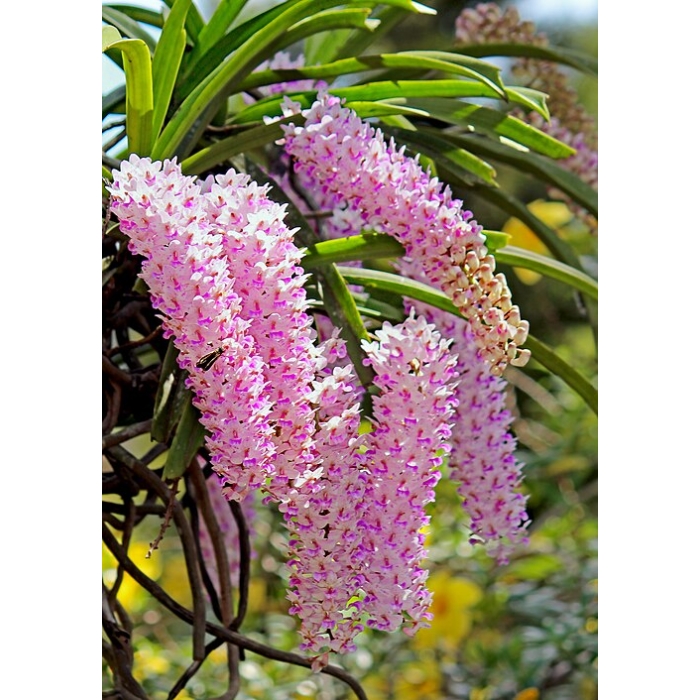 Foxtail Orchid (Rhynchostylis Retusa)