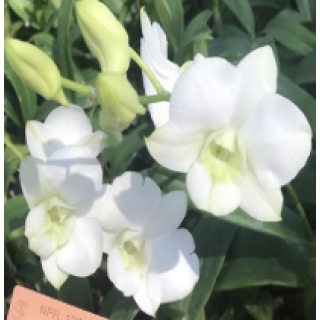 Nopporn White