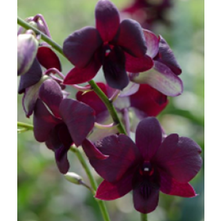 Pioneer Red