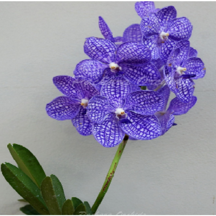 V Chulee Blue