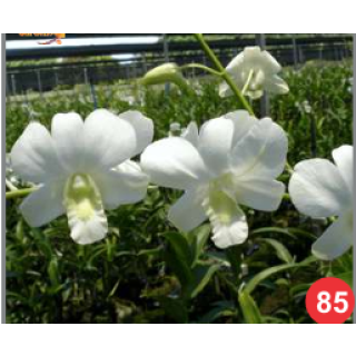 Shivin-White