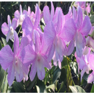 Thanida Pink_Hawaii Stripe