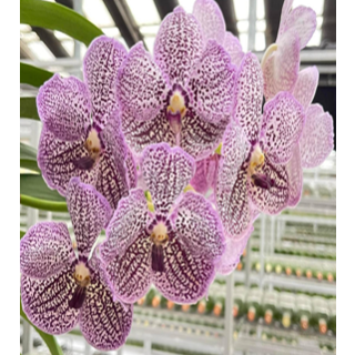 Thitaporn Beauty