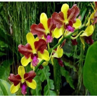 Thongchai Gold 3 Lips