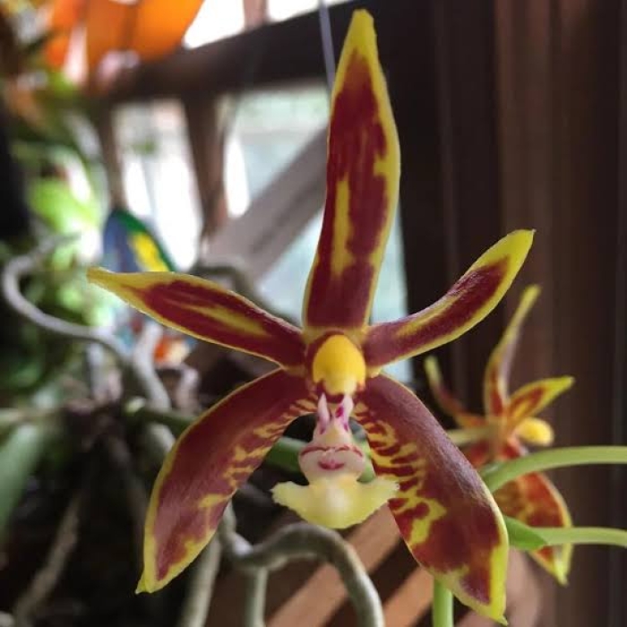 Phalaenopsis Mannii